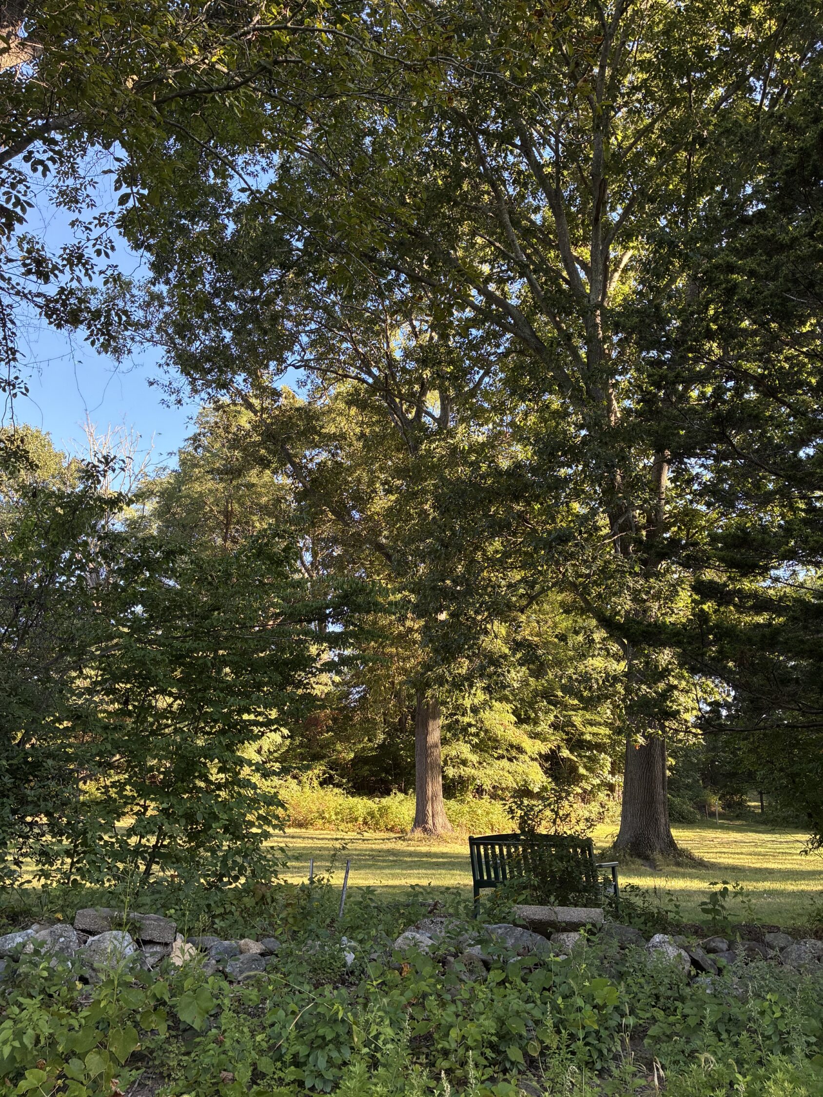 Bench under tree.