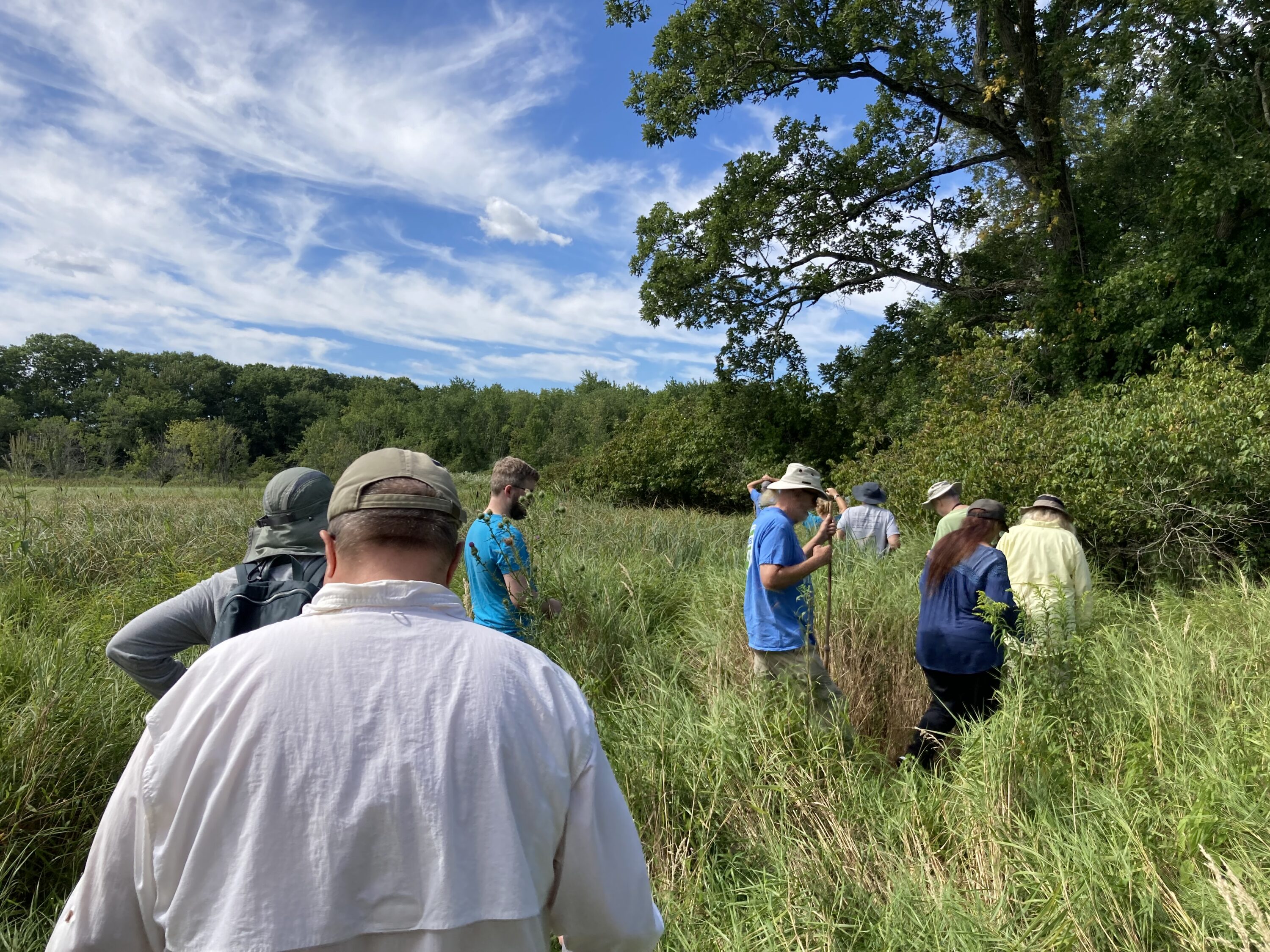 A group of people heading into tall grass.