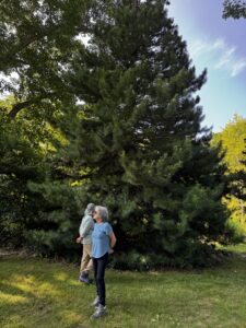 Man and woman admiring conifer trees.