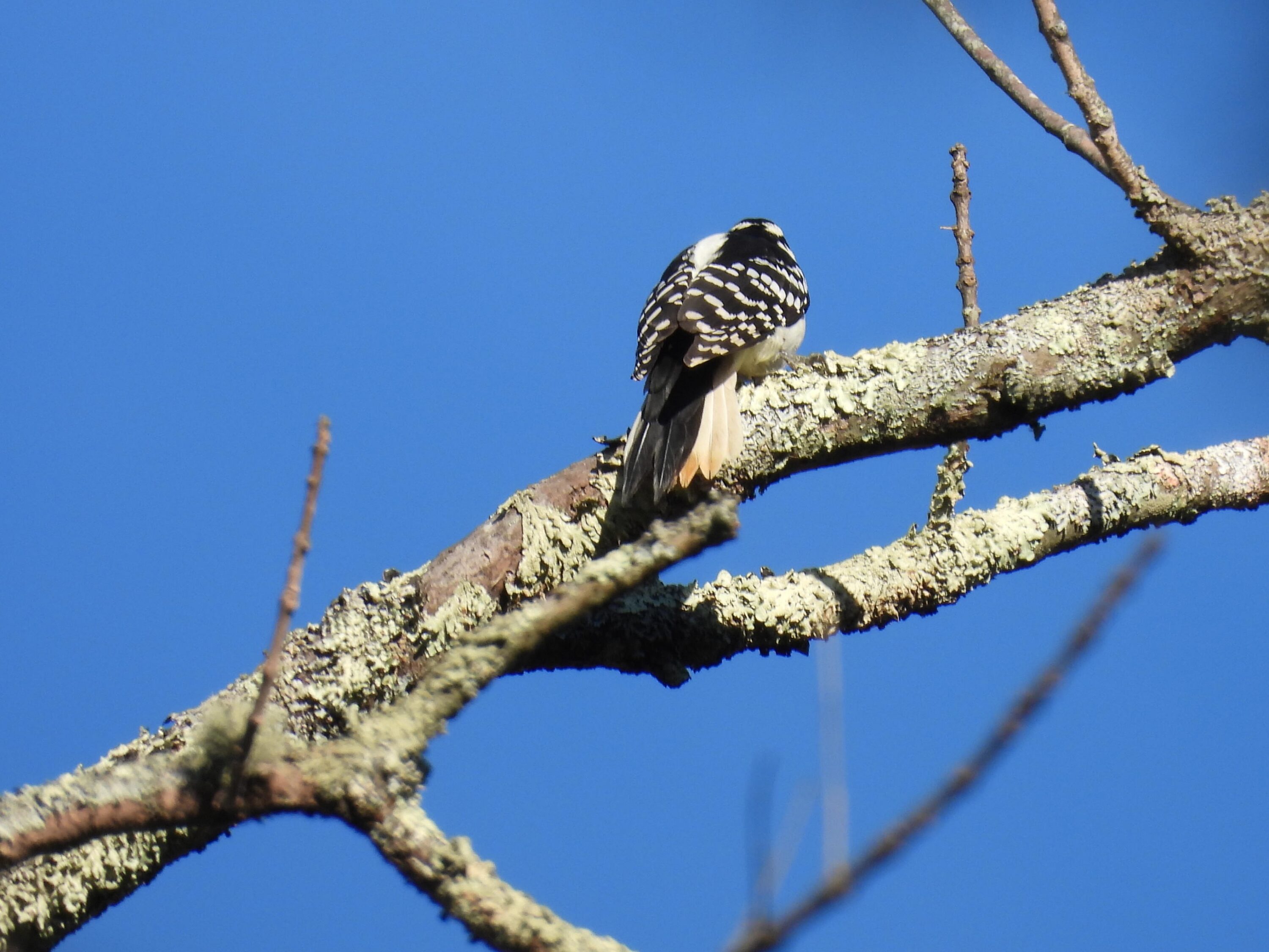 Black and white back of downy woodpecker.