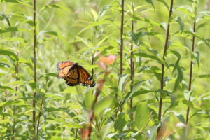 Orange butterfly in green plants.