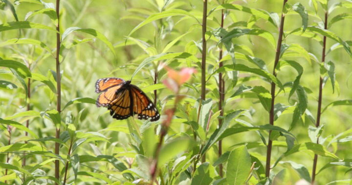 Orange butterfly in green plants.