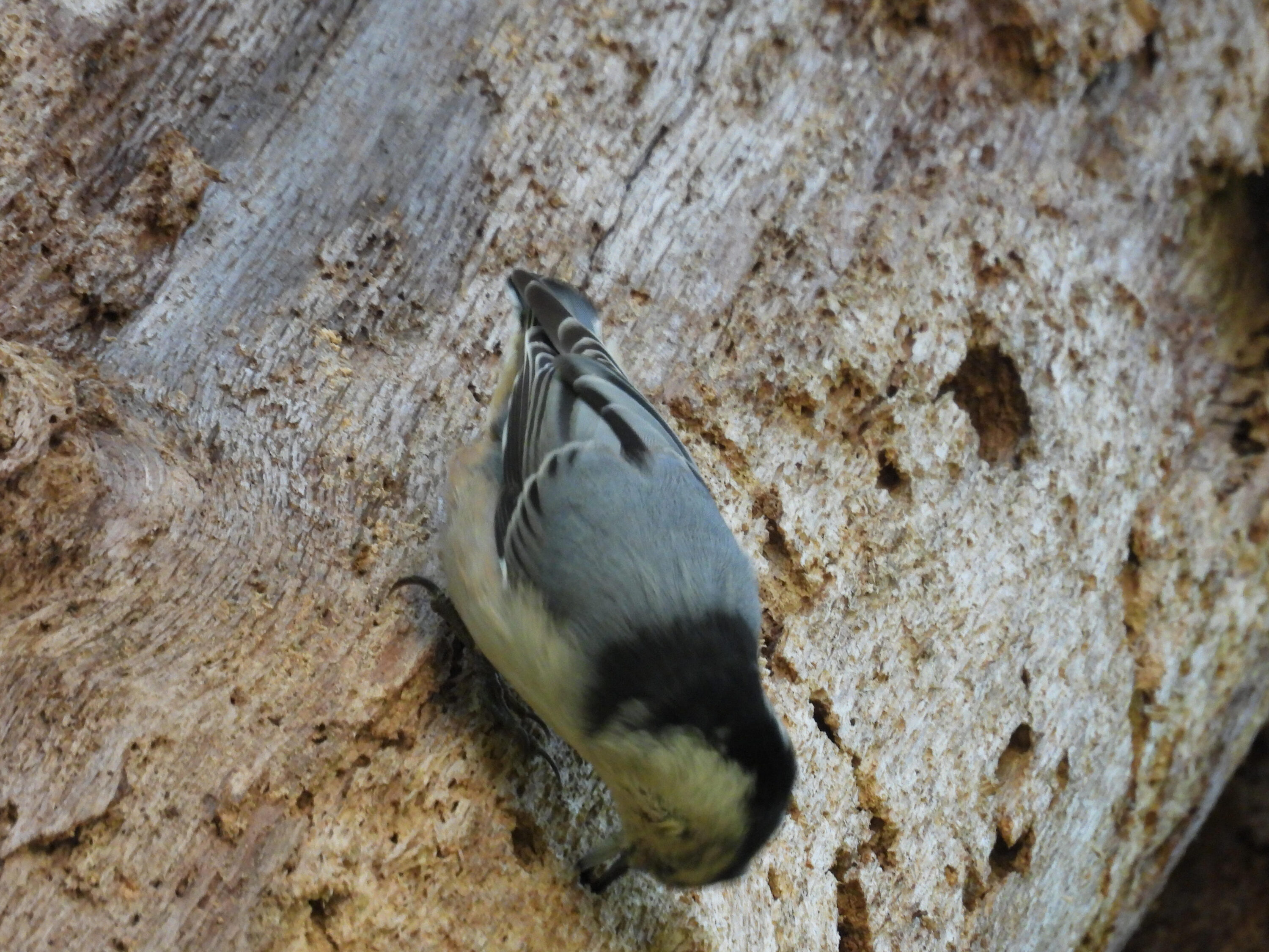 White-breasted nuthatch on tree.
