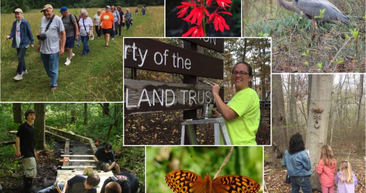 A graphic showing various volunteer activities, butterflies and red flowers