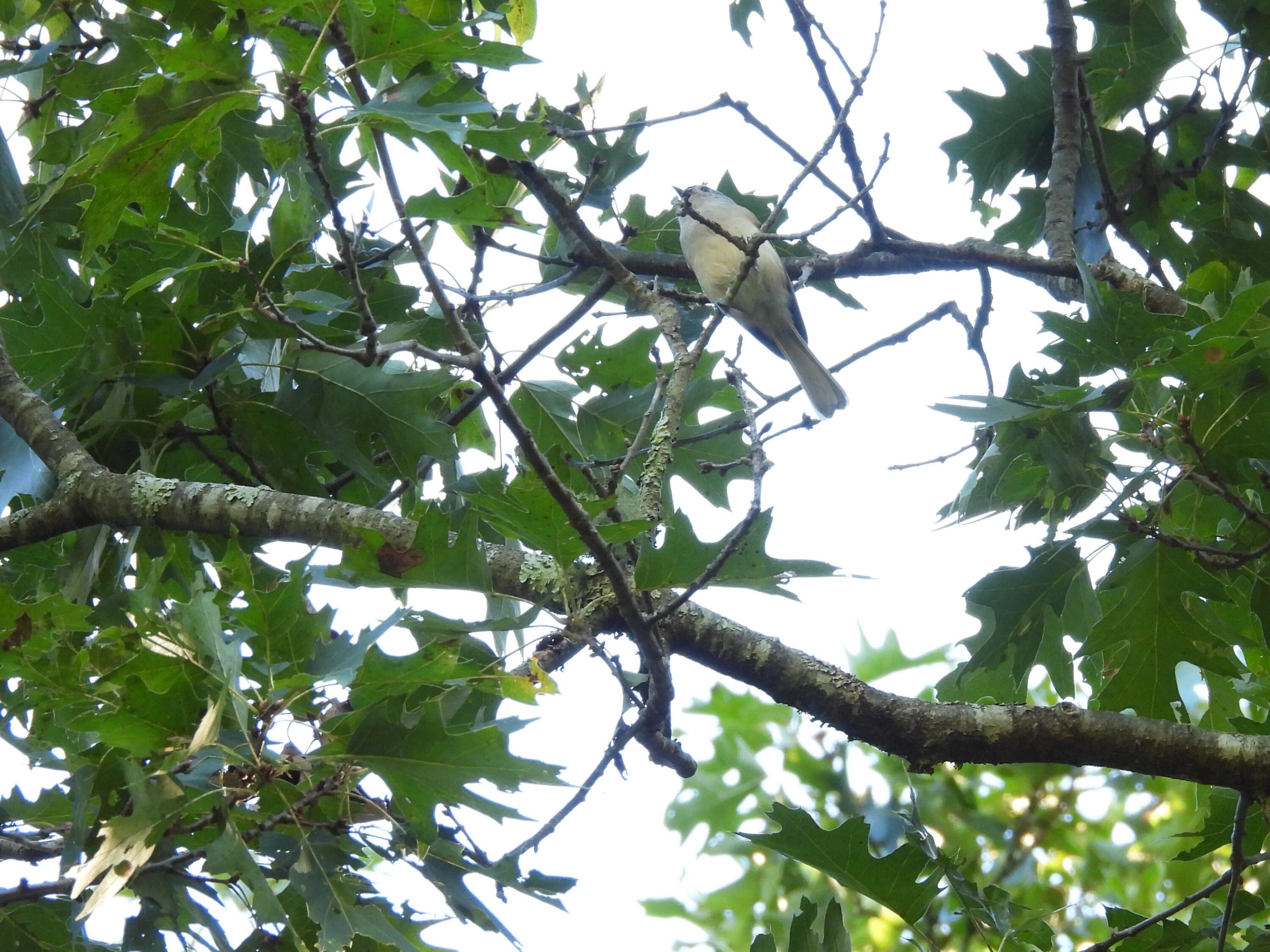 Tufted titmouse in the leaves.