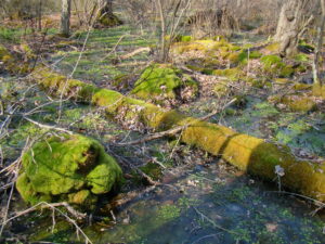Wetlands at Attleboro Land Trust property showing mossy rocks and log in shallow water