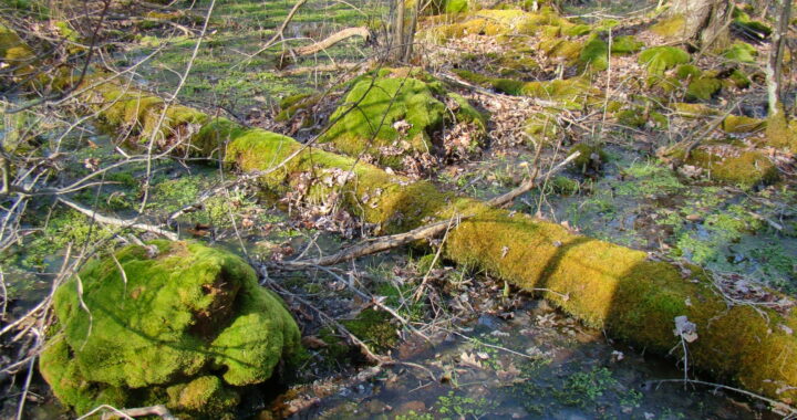 Wetlands at Attleboro Land Trust property showing mossy rocks and log in shallow water