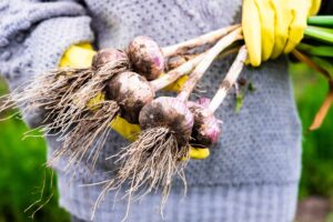 Woman holding organic garlic